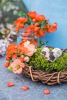 Quail eggs sat on moss within a woven willow wreath, accompanied with blossoming spring foliage and blue watering can