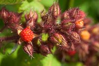 Rubus phoenicolasius - Japanese Wineberry fruits