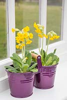 Floral display of Primula veris in purple container, with a view to the garden