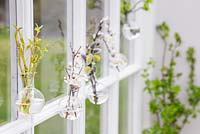 Fresh cut spring foliage in small bulbous glass vases, with a view to the garden.