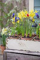 Vintage trug containing Muscari, Narcissus and Tulips