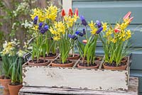 Vintage trug containing Muscari, Narcissus and Tulips