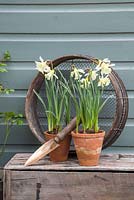 Potted Narcissus accompanied with Trowel and Riddle