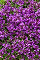 Thymus serpyllum coccineus - creeping red thyme