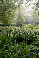 Maianthemum racemosa, Iris versicolor and Rodgersia pinnata in early morning light. View at Longstock Park Water Gardens in May, Hampshire.