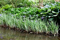Iris laevigata 'Variegata' along the waters edge.