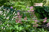 Rodgersia pinnata and Maianthemum racemosa at Longstock Park Water Gardens with a garden seat in the background.