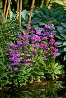 Primula japonica  on the waters edge with  Hosta 'Blue Diamond' and Phyllostachys vivax 'Aureocaulis'  in May 