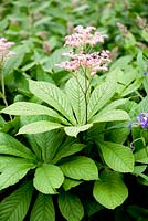 Rodgersia pinnata 