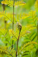 Osmunda regalis