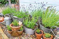 Display of containers and pots with lavender, rosemary and hyssop.