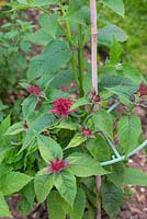 Monarda 'Garden View' about to flower supported by canes and plastic hoops.