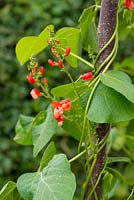 Phaseolus coccineus 'Tenderstar', growing up hazel poles showing developing flowers.