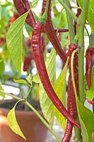 Capsicum annuum -  'Joe's Long' Cayenne, chilli pepper