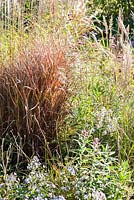 Miscanthus 'Purpurascens'. Norwell Nurseries, Norwell, Notts, UK