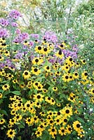 Rudbeckia triloba with asters. Norwell Nurseries, Norwell, Notts, UK