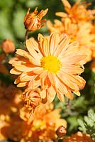 Chrysanthemum 'Kleiner Bernstein'. Norwell Nurseries, Norwell, Notts, UK
