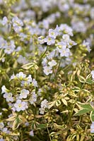 Polemonium reptans 'Stairway to Heaven' - variegated Jacob's Ladder