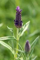 Lavandula stoechas 'Devonshire'