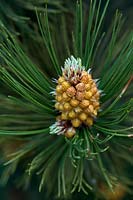 Pinus heldreichii var. leucodermis 'Compact Gem'