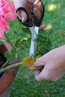 Removing dead leaf from pelargonium with scissors