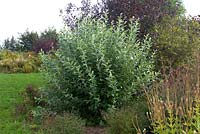 Salix hookeriana - dune willow, coastal willow, Hooker's willow