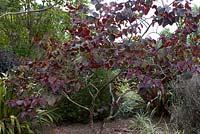 Cercis canadensis 'Forest Pansy'