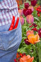 Woman with secateurs in back pocket beside a border of Tulip 'Cairo', Tulip 'Malaika' and Tulip 'National Velvet'