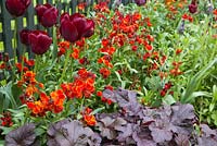 Raised border containing Tulip 'Jan Reus', Wallflowers and Heuchera villosa 'Palace Purple'