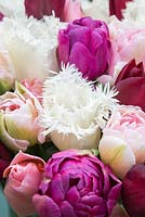 Floral display of Tulipa 'Swan Wings', Tulipa 'Jan Reus', Tulipa 'Angelique' and Tulipa 'Blue Diamond' 