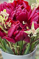 Floral display of Tulipa 'Matrix' and Cornus stems in a glazed pot
