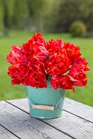 Floral display of Tulipa 'Abba' in teal bucket