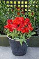 Tulipa 'Abba' planted in blue glazed pot