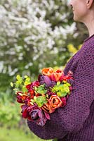 Woman carrying bundle of freshly cut Euphorbia, Wallflowers, Tulip 'Brown Sugar', Tulip 'National Velvet' and Tulip 'Queen of Night'