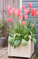 Tall pink Tulips planted in cream box container