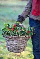 Gabbi holding a basket of Ilex aquifolium, Holly. December.