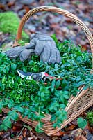 Basket of evergreen shrub foliage with gloves and secateurs. Winter.