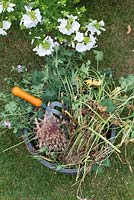 Garden Cuttings in a bucket - July - Oxfordshire