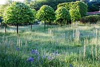 The Meadow - avenue of Corylus colurna - Turkish Hazel clipped into lillipop shape. Tunnel of Carpinus betulus - Hornbeam.