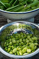 Stainlees steel colander with freshly shelled garden peas and baby broad beans.