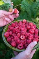 Rubus idaeus - Picking home grown rasberries, womans hand holding bowl of fresh raspberries.