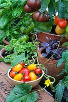 Summer greenhouse interior showing pot grown heritage tomatoes, 'Black from Tula' and 'Rio Grande', pot grown sweet and red basil, bowl of picked tomatoes and melon vine.