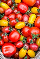 Collection of home grown tomatoes, 'Rainbow Blend' F1, 'Rio grande' and 'Black from Tula'