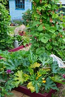 Small summer garden with small raised beds and brightly painted garden shed, vegetables include courgettes, runner beans and beetroot.