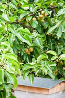 Pyrus pyrifolia - Nashi fruit tree - July, France