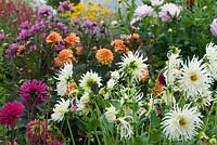 Dahlias all colours growing side by side.  Off white blousy Dahlia 'White Star', rich mauve 'Barbarry Bluebird', orange 'David Howard' and the purple Dahlia in the distance is 'Sascha', pale pink 'Bracken Ballerina'