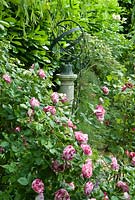 Rosa Ferdinand Pichard and William Shakespeare by Zenith Armillary Sphere.