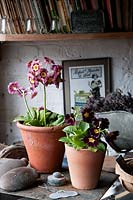 Two pots of Auriculas in the potting shed.