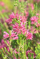 Erica verticillata 'Adonis', Cape Town, South Africa - this plant is extinct in the wild.