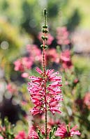 Erica verticillata, 'Cherise', Cape Town, South Africa - this plant is extinct in the wild.